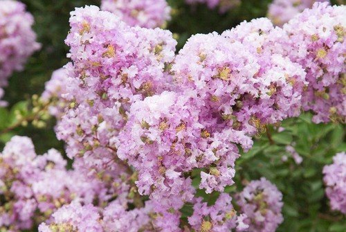 20 Lavender Cape Myrtle Seeds Tree Flower Perennial Seeds 1221 USA Seller