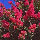 20 Dallas Red Cape Myrtle Seeds Tree Flower Perennial Flower Seeds 1220 USA Seller
