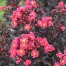 20 Pink Cape Myrtle Seeds Tree Flower Perennial Seeds 1218 USA Seller