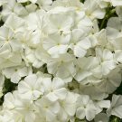 50 Intense White Phlox Seeds Flower Perennial Seeds Butterfly 1259 USA Seller