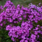 50 Cover Girl Phlox Seeds Flower Perennial Seeds Butterfly 1250 USA Seller