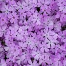 50 Purple Sparkle Phlox Seeds Flower Perennial Seeds Butterfly 1291 USA Seller
