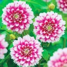 25 Fuzzy Wuzzy Dahlia Seeds Flower Perennial Seeds Flowering Bloom 1114 USA Seller
