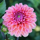 25 Daisy Duke Dahlia Seeds Flower Perennial Flower Flowering Bloom 1109 USA Seller