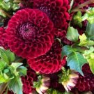 25 Cornel Dahlia Seeds Flower Perennial Flower Seeds Flowering Bloom 1108 USA Seller