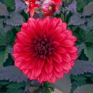 25 Cool Flame Dahlia Seeds Flower Perennial Seeds Flowering Bloom 1106 USA Seller