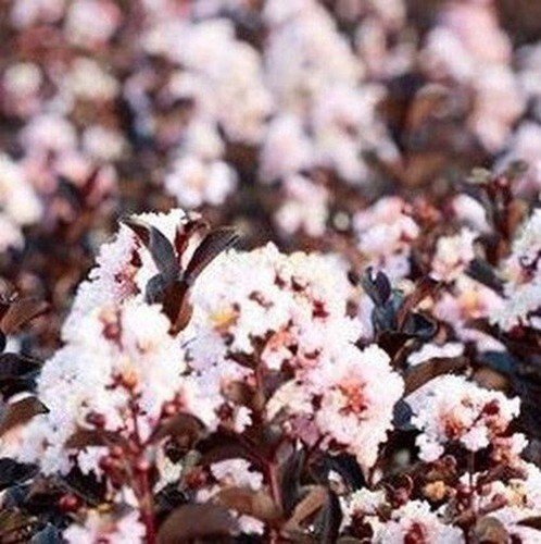 20 Blush Cape Myrtle Seeds Tree Flower Perennial Seeds 1204 USA Seller