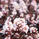 20 Blush Cape Myrtle Seeds Tree Flower Perennial Seeds 1204 USA Seller