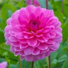 25 Rosella Dahlia Seeds Flower Perennial Seeds Flowering 1149 USA Seller