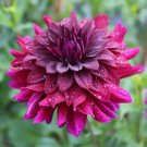 25 Rip City Dahlia Perennial Seeds Flowering Seeds Bloom 1146 USA Seller