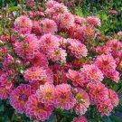 25 Pacific View Dahlia Perennial Seeds Flowering Bloom 1140 USA Seller