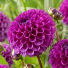 25 Nina Dahlia Seeds Flower Perennial Seeds Flowering Bloom 1125 USA Seller