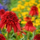 50 Hot Papaya Coneflower Seeds Echinacea Flower Perennial Bloom Flower Seeds USA Seller