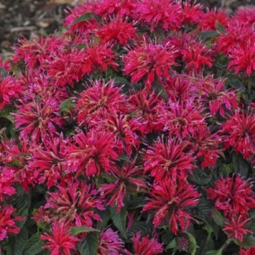 100 Cherry Pops Bee Balm Seeds Seeds Bloom Hummingbird Flower Seeds 1326 USA Seller