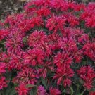 100 Cherry Pops Bee Balm Seeds Seeds Bloom Hummingbird Flower Seeds 1326 USA Seller
