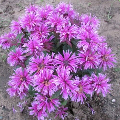 100 Orchid Bee Balm Seeds Seeds Bloom Hummingbird Flower Seeds 1321 USA Seller