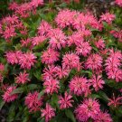 100 Lady Pink Bee Balm Seeds Seeds Bloom Hummingbird Flower Seeds 1320 USA Seller