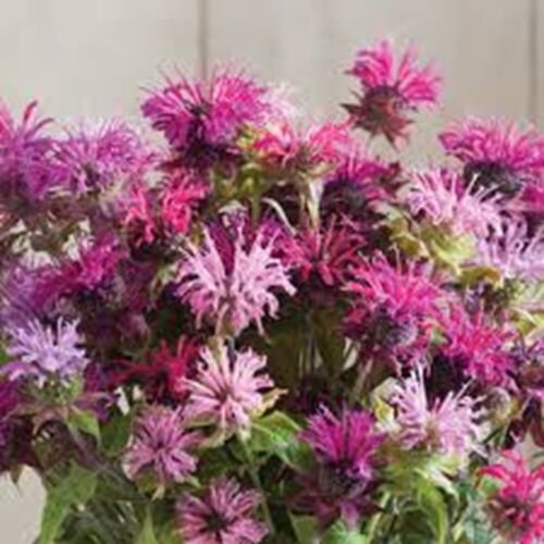 100 Double Mix Bee Balm Seeds Seeds Bloom Hummingbird Flower Seeds 1319 USA Seller