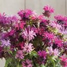 100 Double Mix Bee Balm Seeds Seeds Bloom Hummingbird Flower Seeds 1319 USA Seller