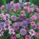 100 Blue Shades Bee Balm Seeds Seeds Bloom Hummingbird Flower Seeds 1315 USA Seller