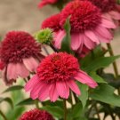 50 Watermelon Sugar Coneflower Seeds Echinacea Flower Perennial Flower Seeds USA Seller