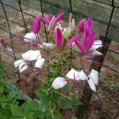 100 White Pink Spider Seeds Clome Spinosa Perennial 1199 Flower Bee USA Seller