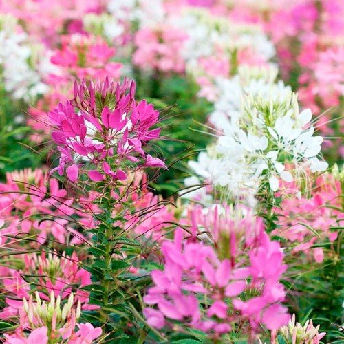 100 Firework Mix Spider Seeds Clome Spinosa Perennial 1175 Seeds Bee USA Seller