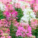 100 Firework Mix Spider Seeds Clome Spinosa Perennial 1175 Seeds Bee USA Seller
