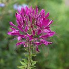 100 Electric Purple Spider Seeds Clome Spinosa Perennial 1174 Seeds USA Seller
