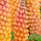 25 Salmon Star Lupine Seeds Flower Perennial Hardy Seeds 1030 USA Seller