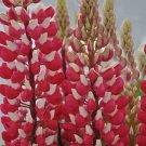25 Red White Lupine Seeds Flower Perennial Hardy Seeds 1026 USA Seller