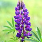 25 Gallery Blue Lupine Seeds Flower Perennial Hardy Seeds 942 USA Seller