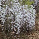 5 Kimono Wisteria Seeds Vine Climbing Flower Perennial Seeds 992 USA Seller