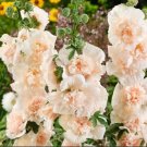 25 Double Champange Hollyhock Seeds Perennial Flower Seeds 850 USA Seller