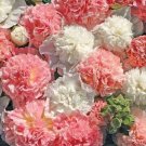 25 Brides Bouquet Hollyhock Seeds Perennial Flower Seeds 833 USA Seller