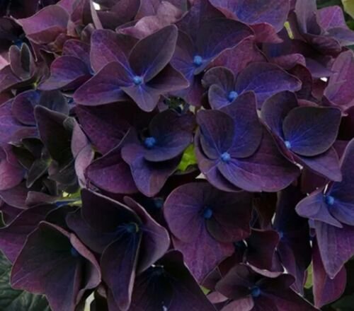 5 Deep Purple Hydrangea Seeds Perennial Flower Garden Seeds 1420 USA Seller