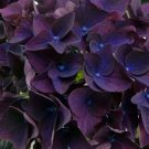 5 Deep Purple Hydrangea Seeds Perennial Flower Garden Seeds 1420 USA Seller