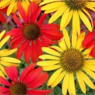 50 Tomato Mac & Cheese Coneflower Seeds Echinacea Flower Perennial 1399 USA Seller