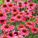 50 Sensation Pink Coneflower Seeds Echinacea Perennial Flower 1386 USA Seller
