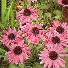 50 Pink Coneflower Seeds Echinacea Perennial Flower 1368 USA Seller