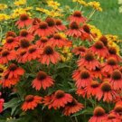 50 Lakota Coneflower Seeds Echinacea Perennial Flower Seeds 1212 USA Seller