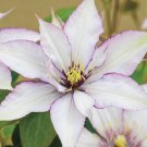 25 Sammi Jo Clematis Seeds Climbing Perennial Plumeria Bloom Seeds 73 USA Seller
