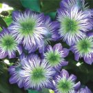 25 Crystal Fountai Clematis Seeds Climbing Perennial Plumeria Bloom Seeds 710 USA Seller