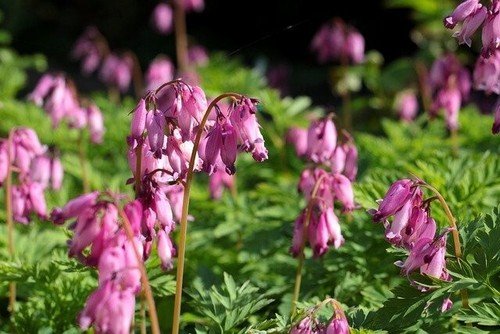 25 Pacific Bleeding Heart Seeds Dicentra Spectabilis Shade Flower Garden 696 USA Seller