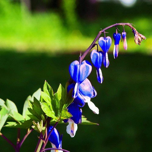 25 Bright Blue Bleeding Heart Seeds Dicentra Spectabilis Shade Flower Garden USA Seller