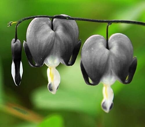 25 Light Gray Bleeding Heart Seeds Dicentra Spectabilis Shade Flower Garden 679 USA Seller