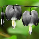25 Light Gray Bleeding Heart Seeds Dicentra Spectabilis Shade Flower Garden 679 USA Seller