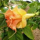 10 Tsunami Angel Trumpet Seeds Seeds Flower Brugmansia Datura 678 USA Seller