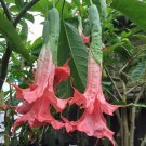 10 Summer Rose Angel Trumpet Seeds Seeds Flower Brugmansia Datura 668 USA Seller