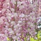 5 Light Pink Wisteria Seeds Vine Climbing Flower Perennial Seeds 576 USA Seller